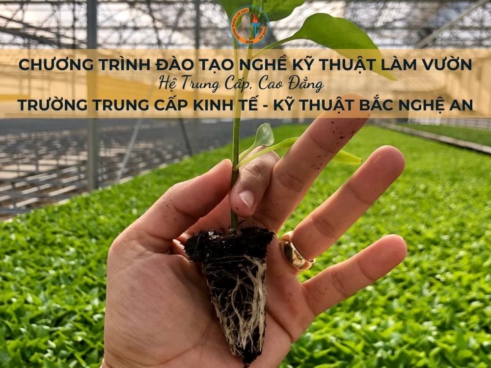 Chương trình đào tạo nghề Kỹ thuật làm vườn