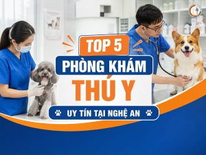 phòng khám thú y tại nghệ an